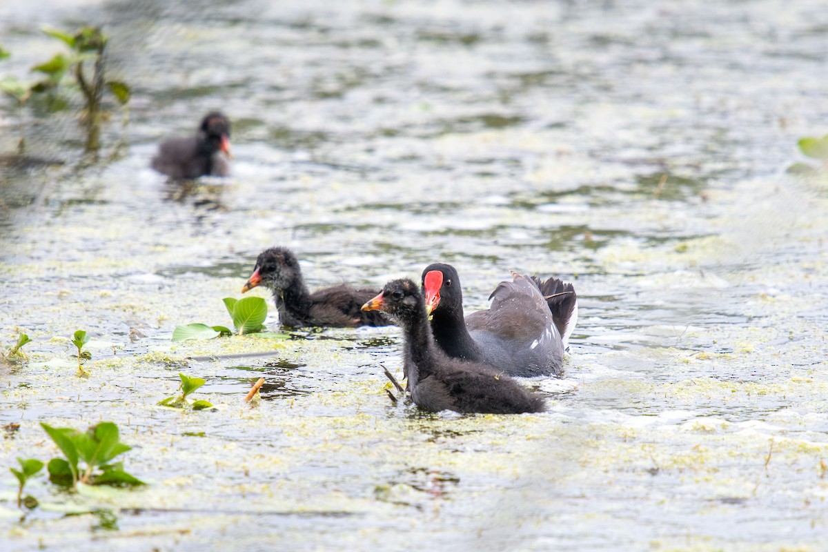 Common Gallinule - ML162582131