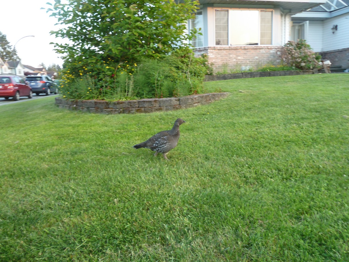 Sooty Grouse - ML162582471