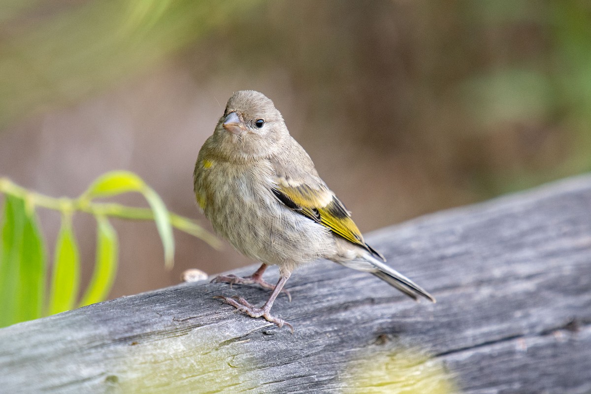 Lawrence's Goldfinch - Andrew Newmark