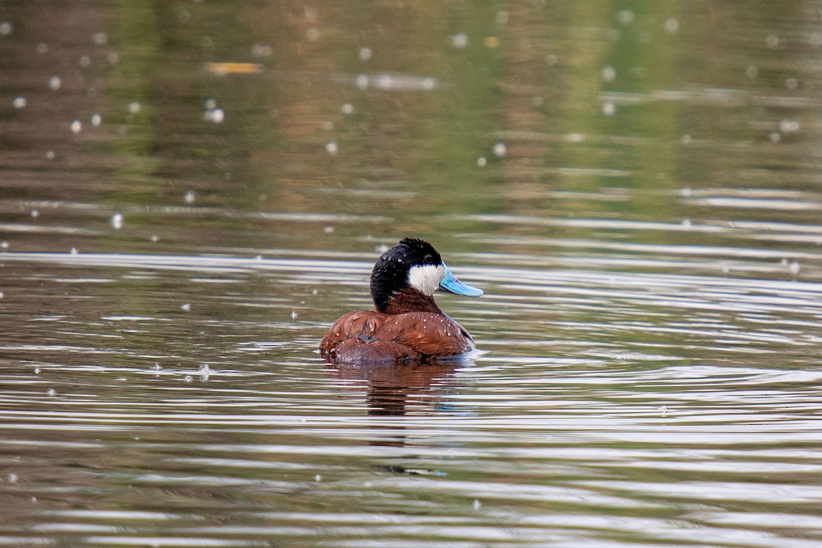 Ruddy Duck - ML162583811