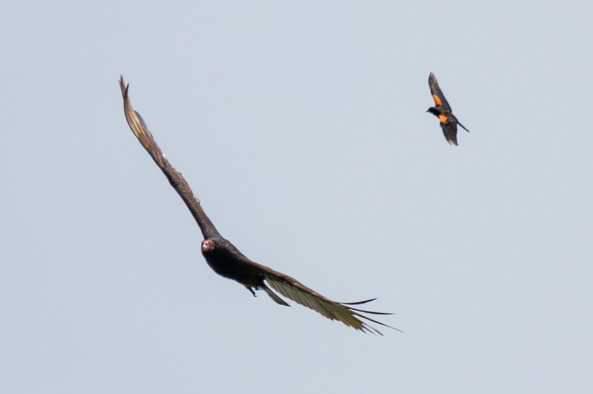 Turkey Vulture - ML162584321