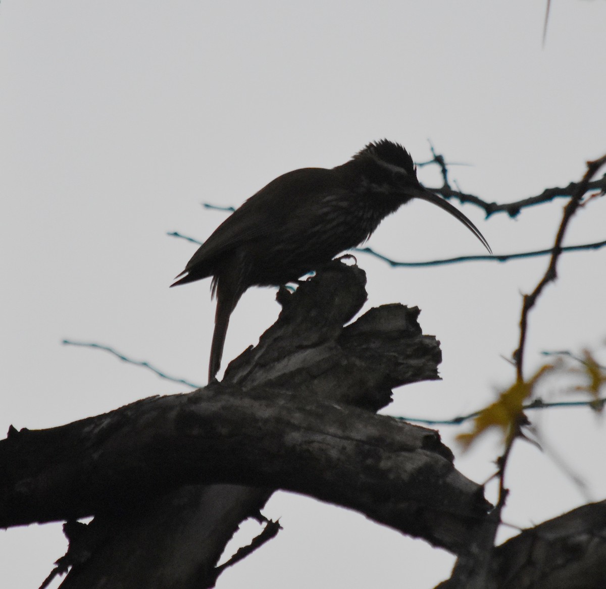 Scimitar-billed Woodcreeper - ML162585211