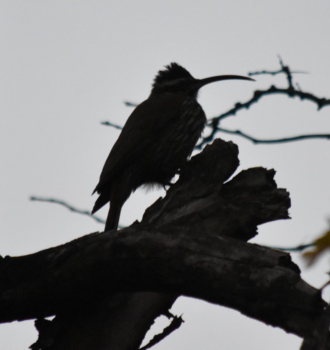 Scimitar-billed Woodcreeper - ML162585221