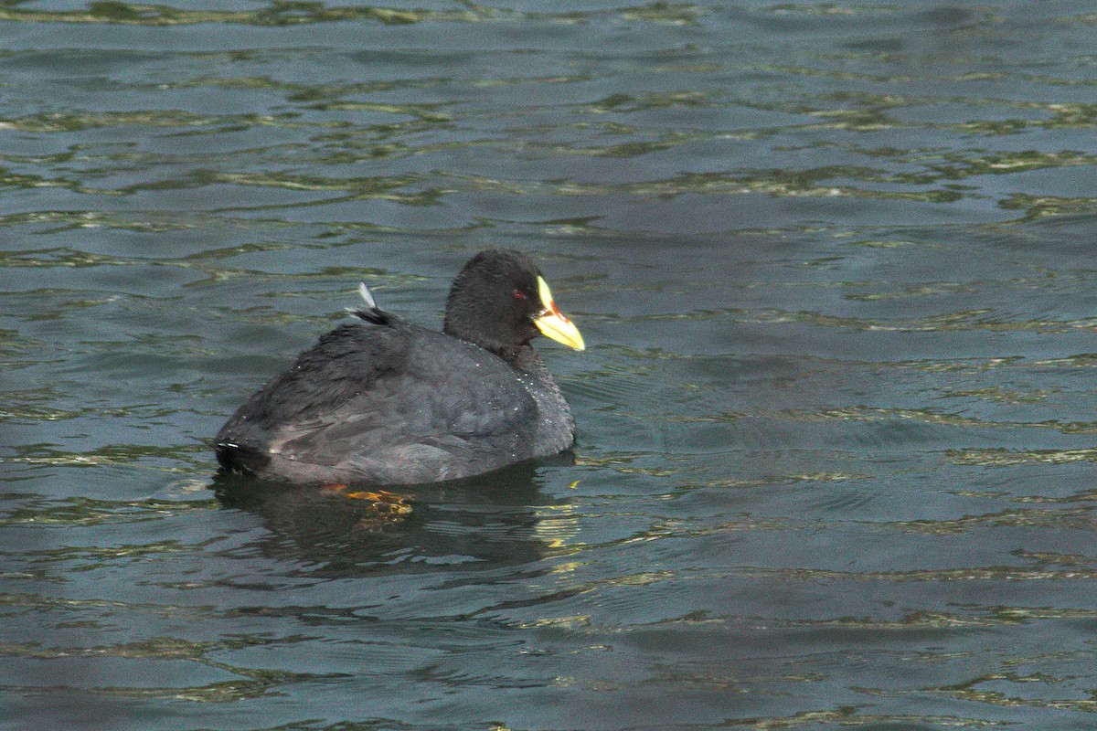 Red-gartered Coot - ML162585621