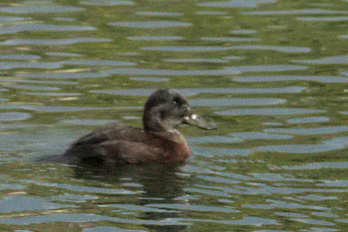 Andean/Lake Duck - ML162586451