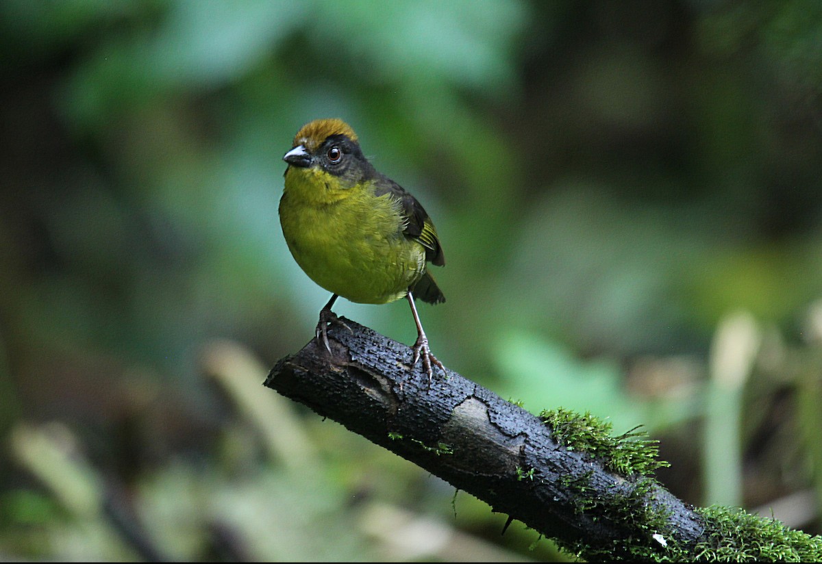 Tricolored Brushfinch - carlos vasquez