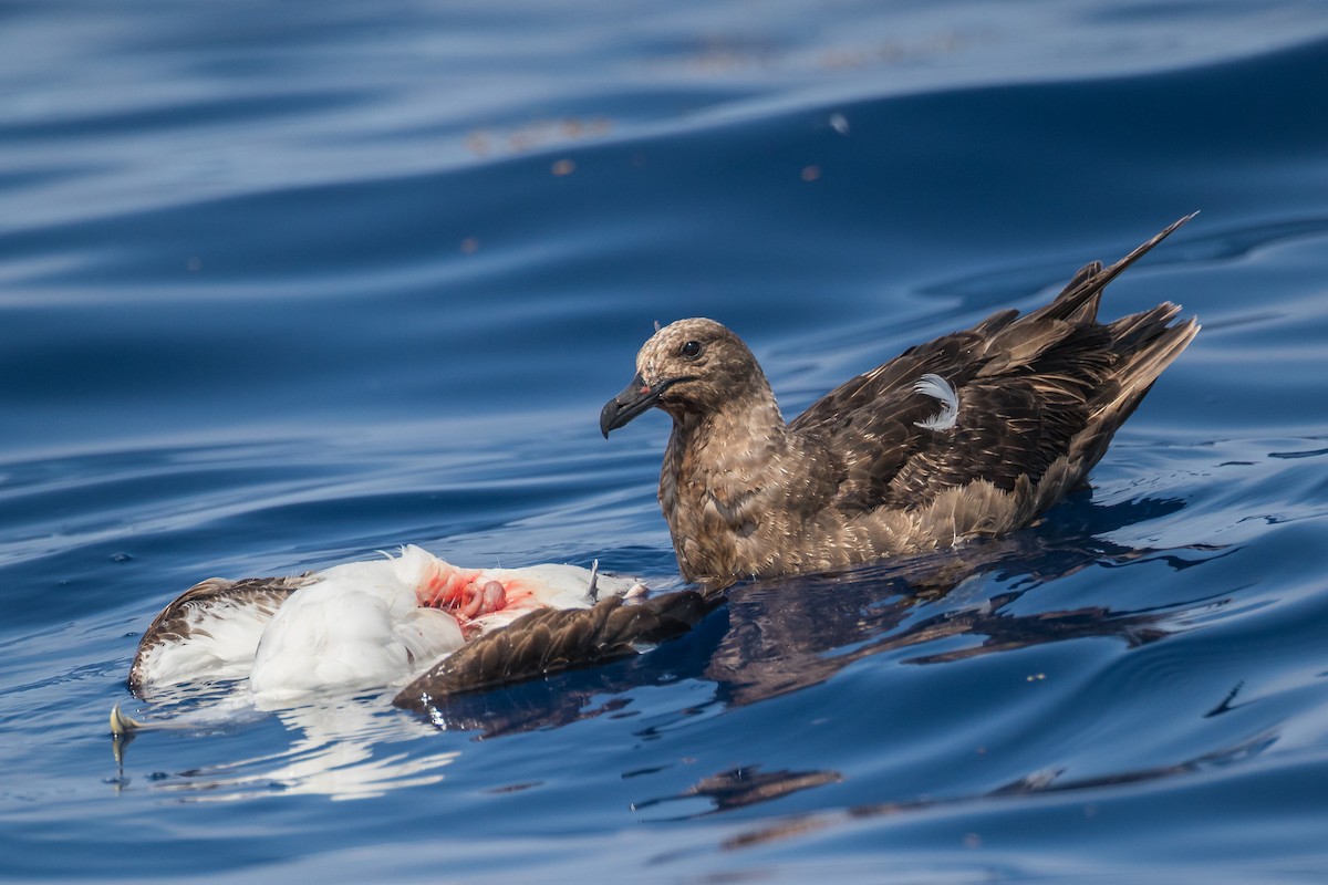 South Polar Skua - ML162587201