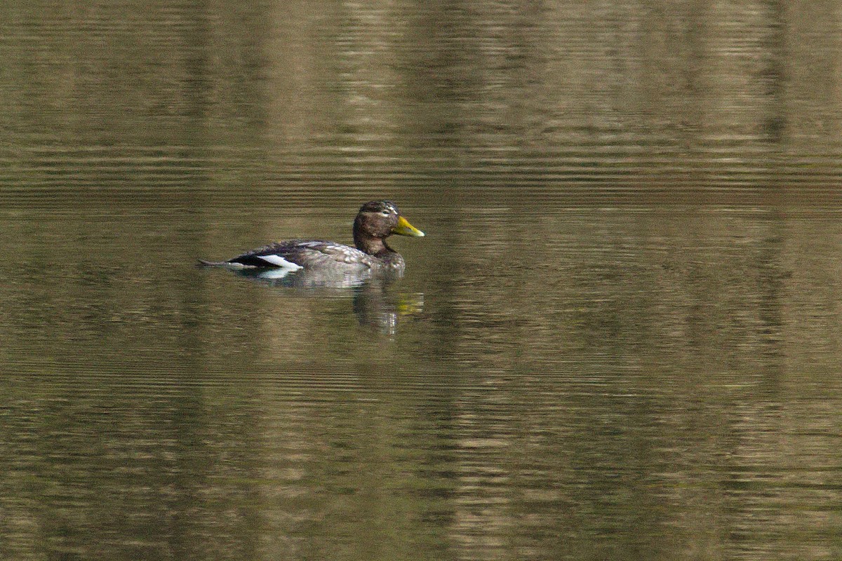 Flying Steamer-Duck - ML162587211