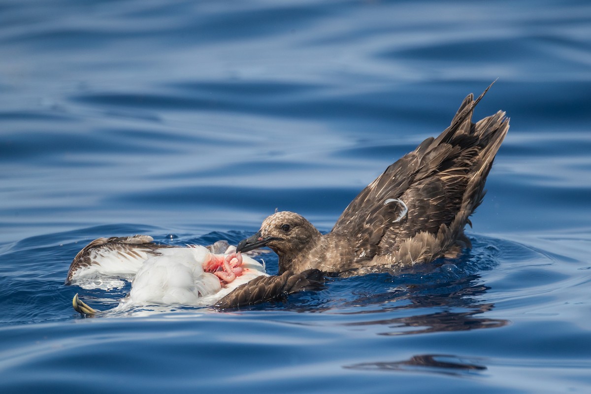 South Polar Skua - ML162587261