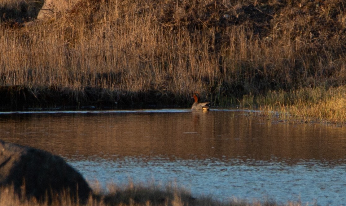 Green-winged Teal - ML162587341