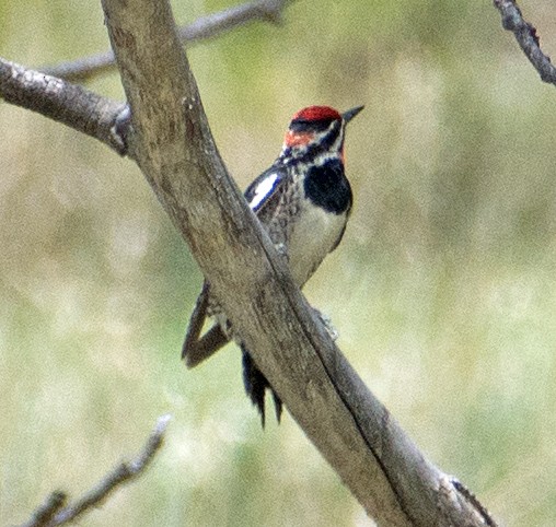 Red-naped Sapsucker - ML162587421