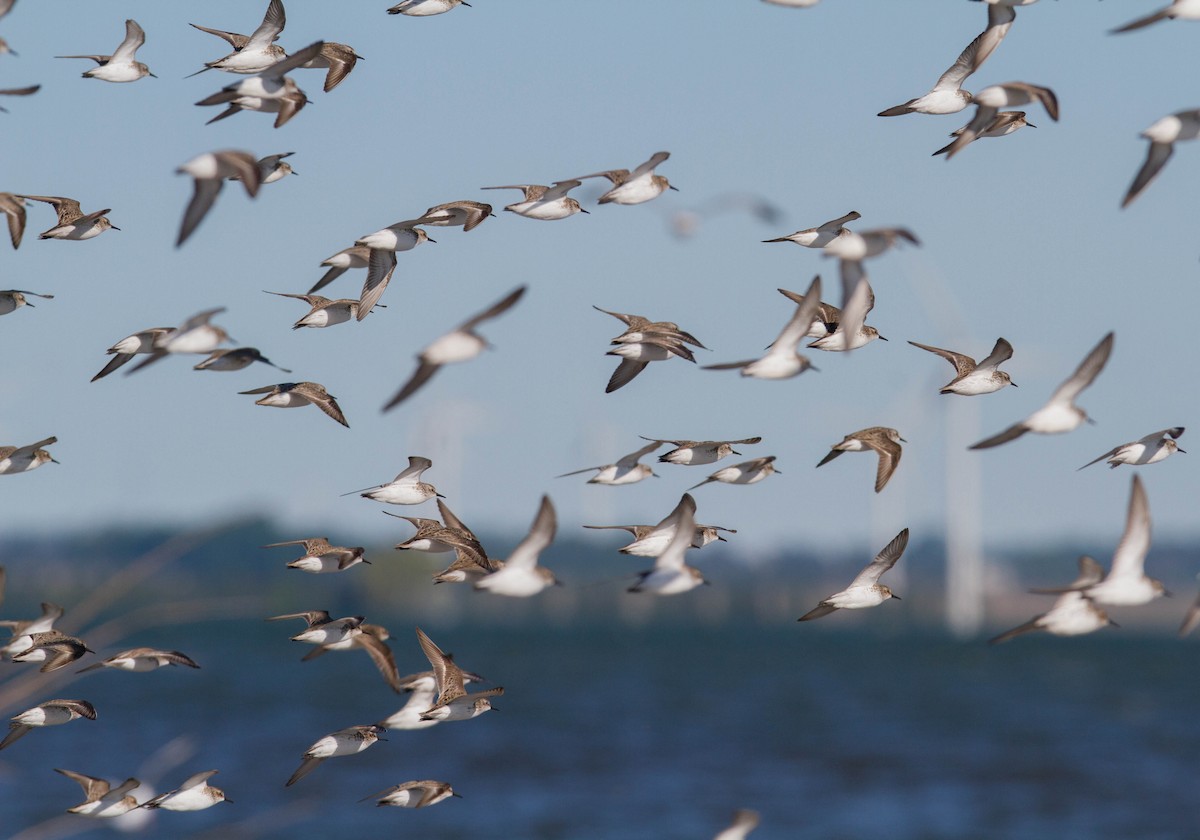 Semipalmated Sandpiper - ML162588321