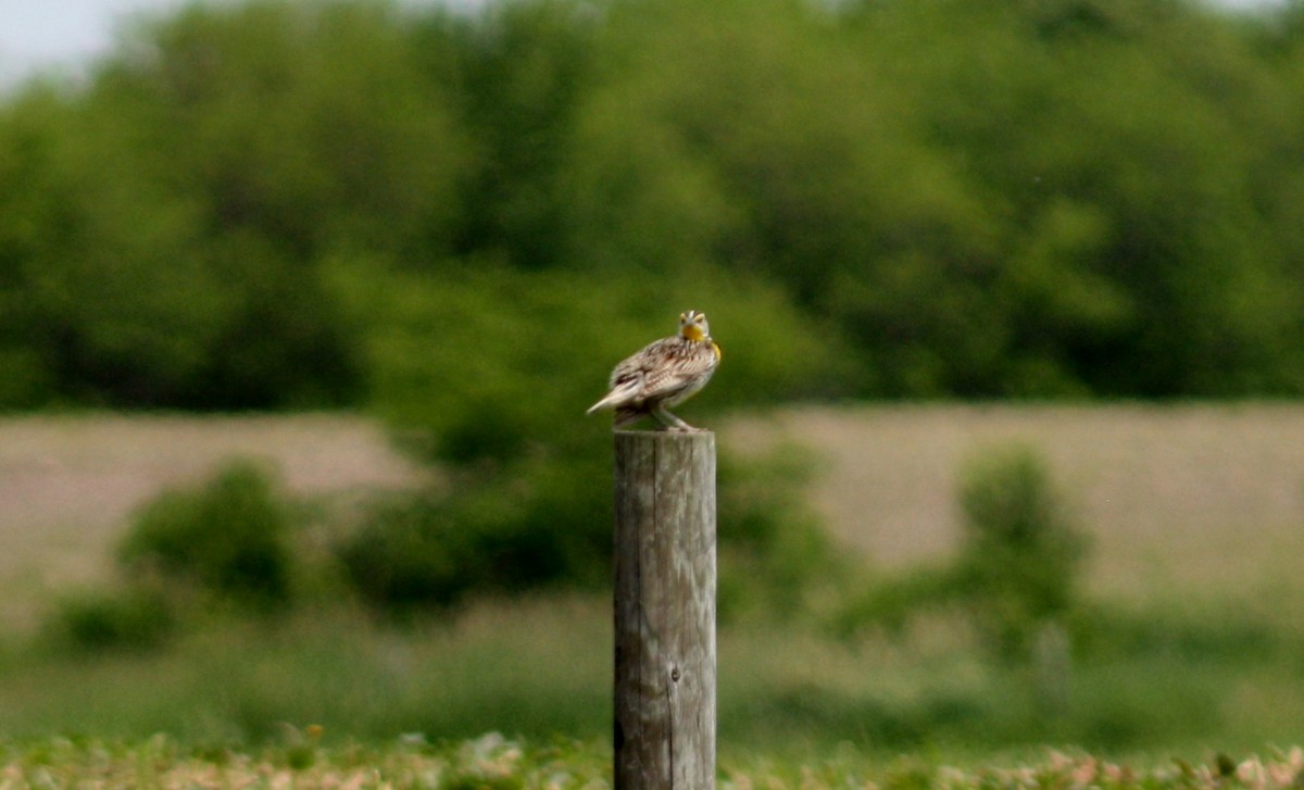 Western Meadowlark - ML162588991