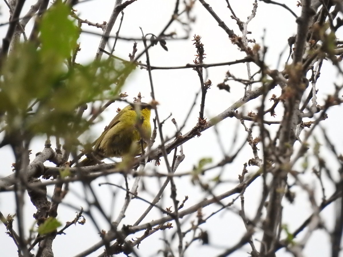 Hooded Yellowthroat - ML162590771