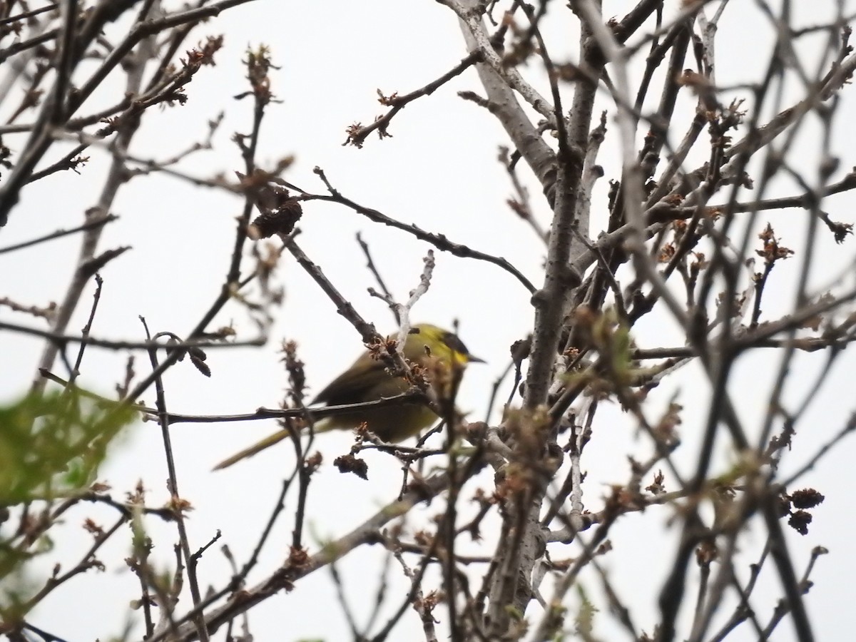 Hooded Yellowthroat - ML162590781