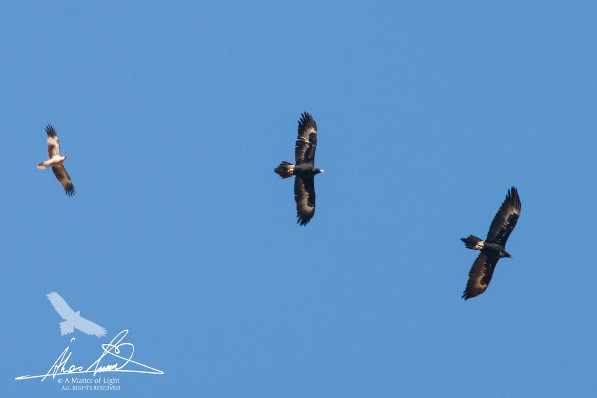 Wedge-tailed Eagle - ML162591021