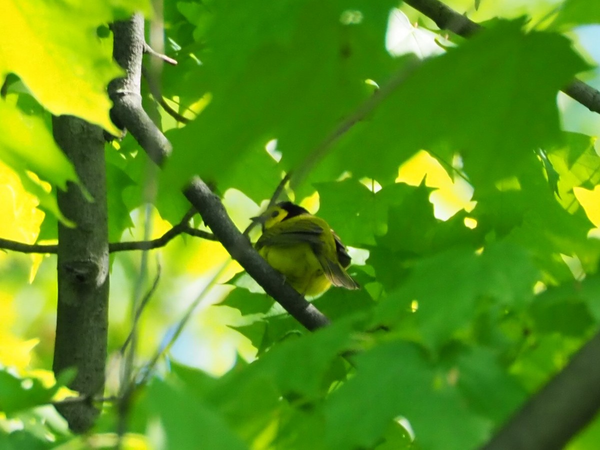 クロズキンアメリカムシクイ - ML162592471