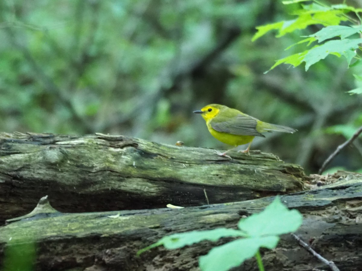 クロズキンアメリカムシクイ - ML162592491