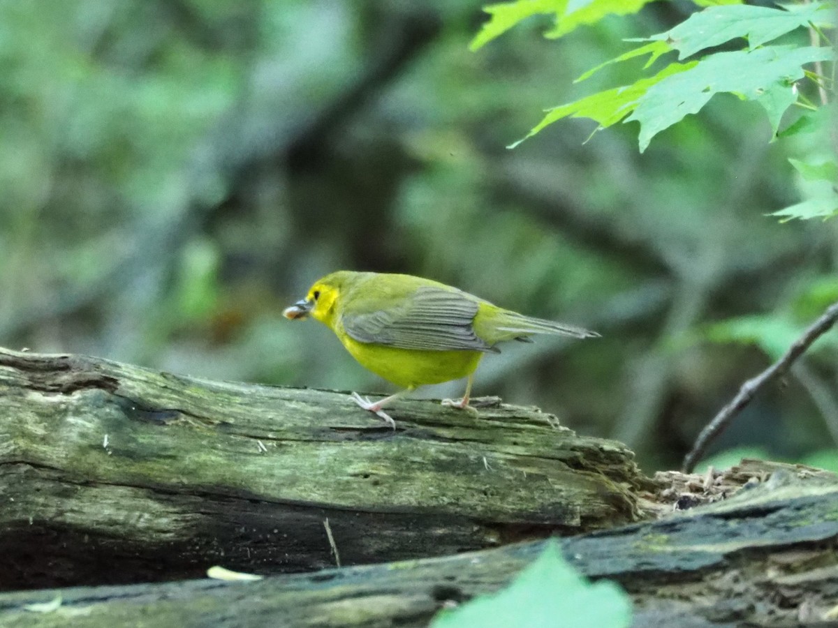 クロズキンアメリカムシクイ - ML162592501