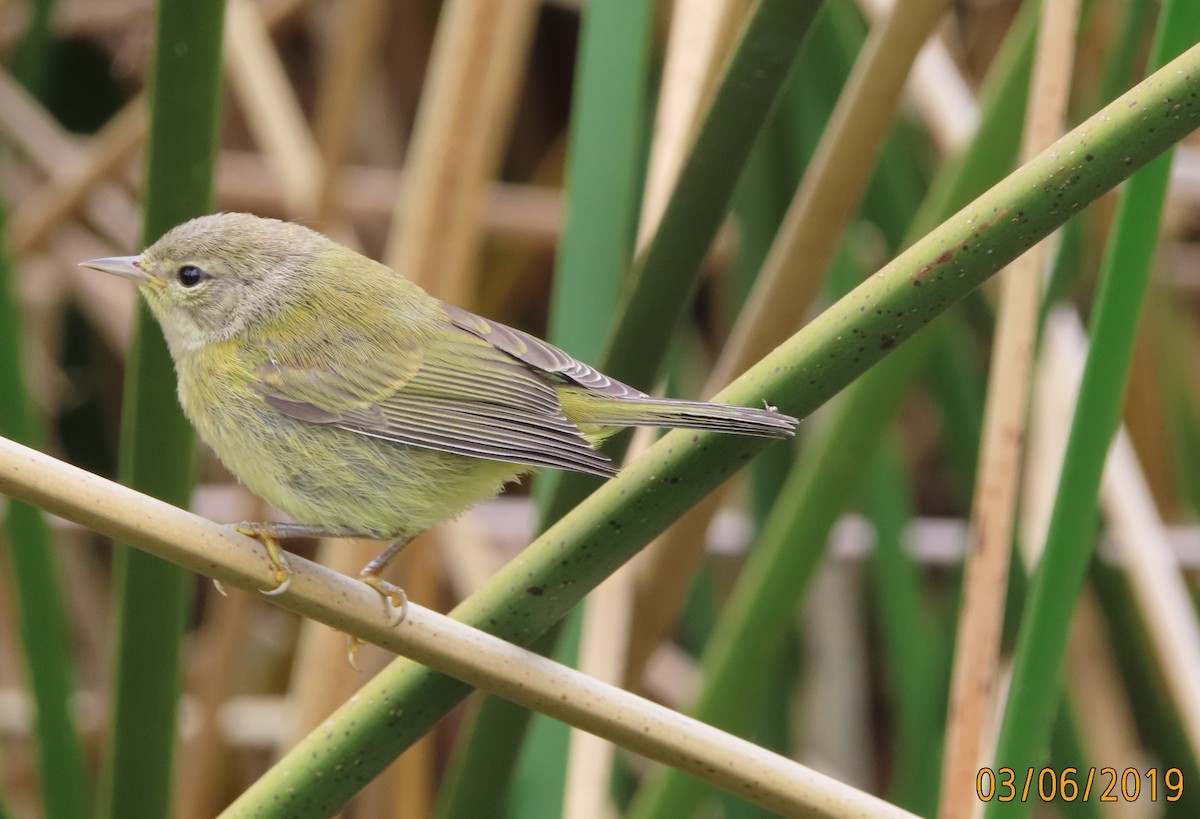 Orange-crowned Warbler - ML162592771