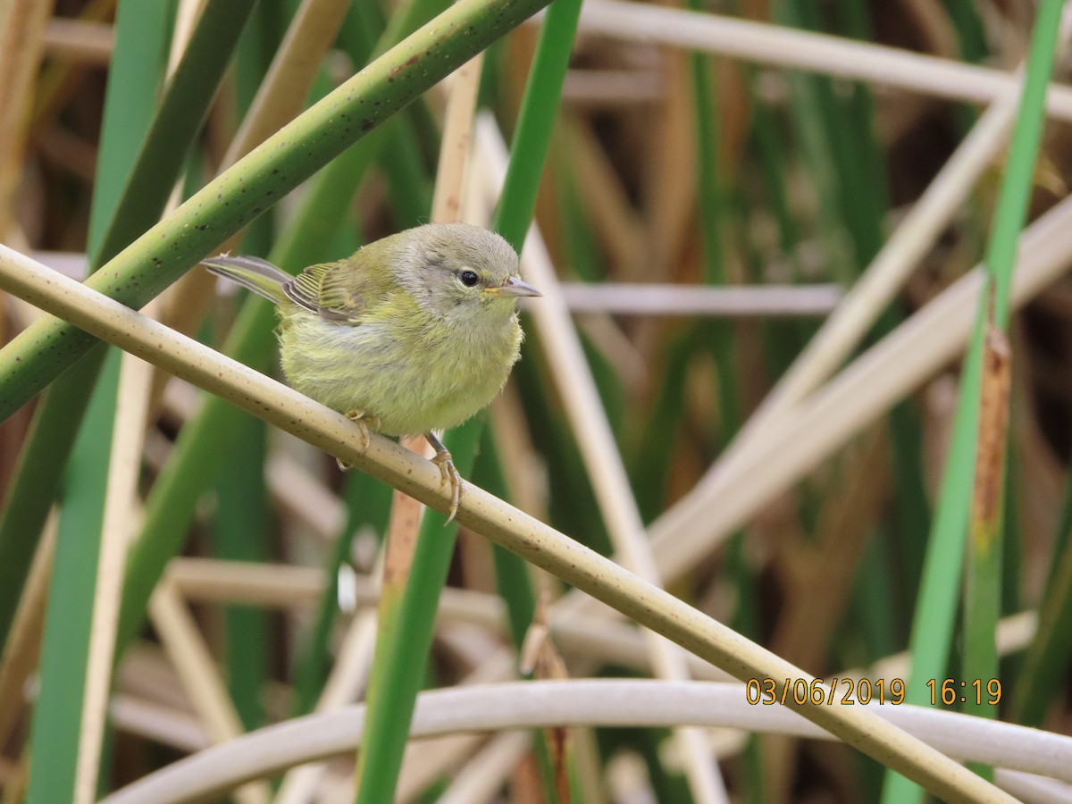 Orange-crowned Warbler - ML162592801