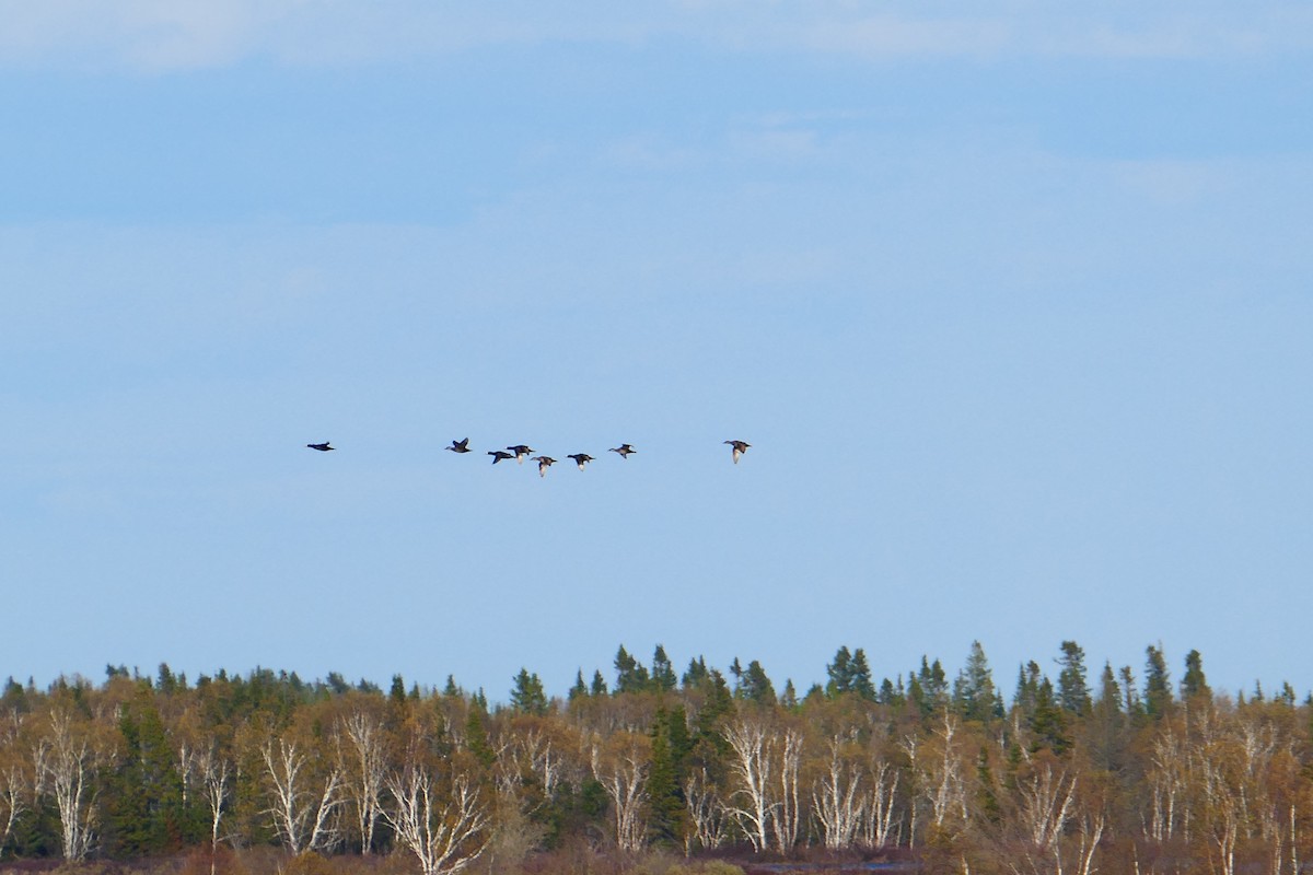 Black Scoter - ML162592811