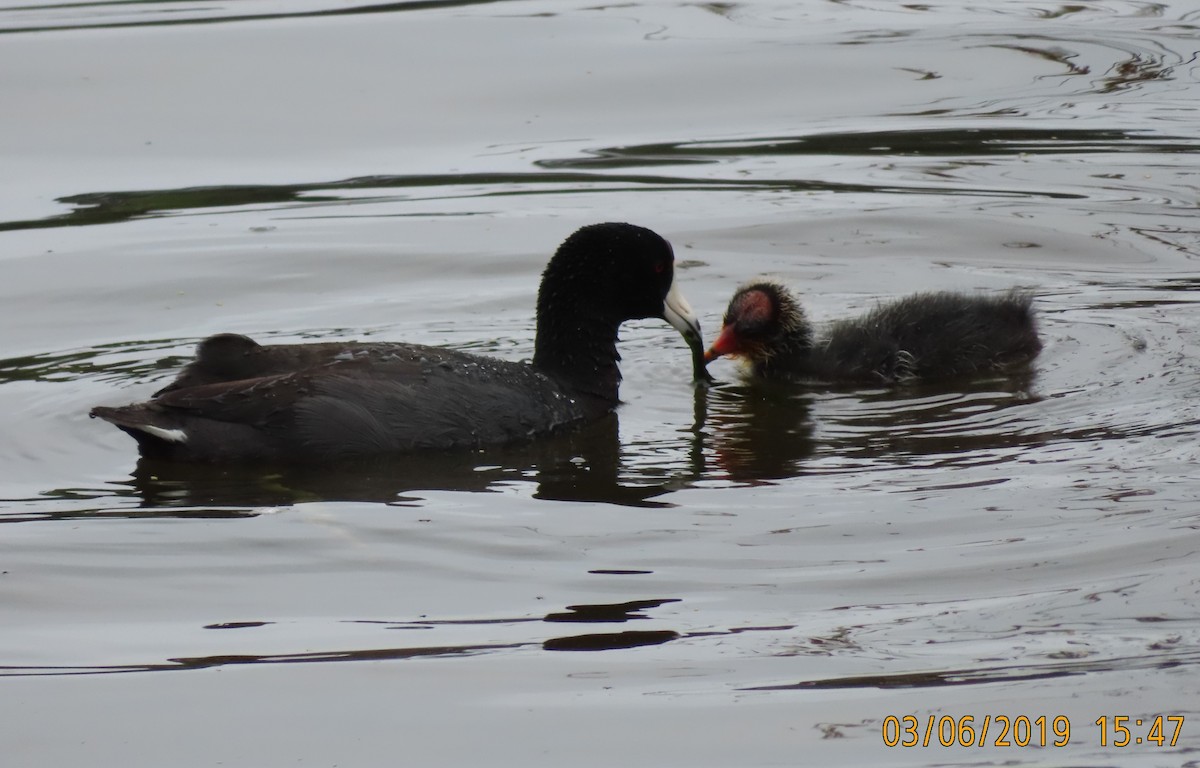 American Coot - Mark Holmgren