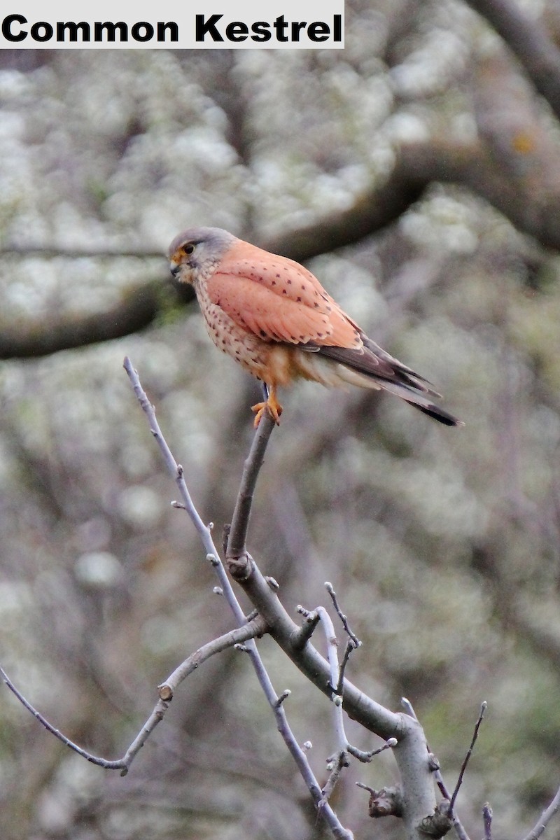 Eurasian Kestrel (Eurasian) - Butch Carter