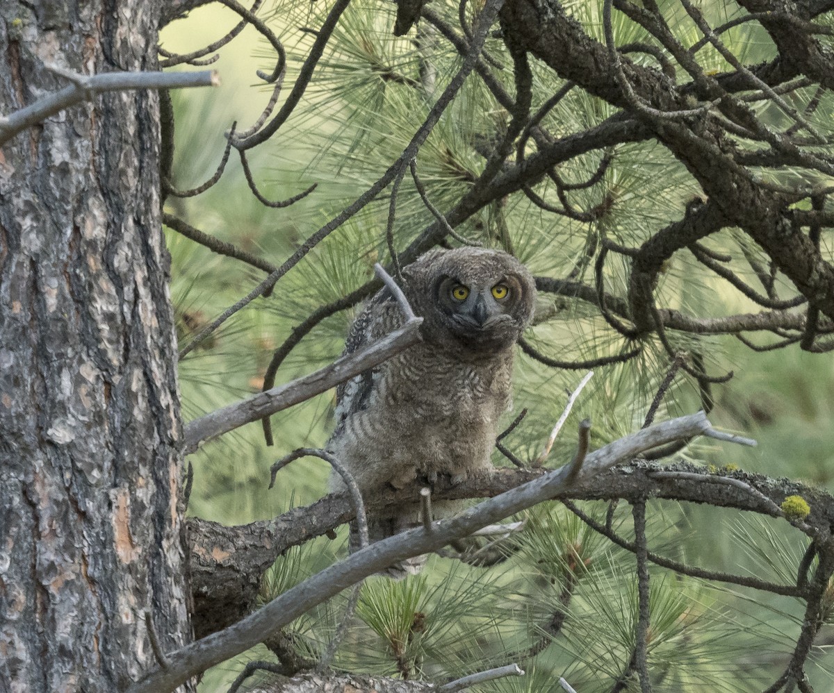 Great Horned Owl - ML162595351