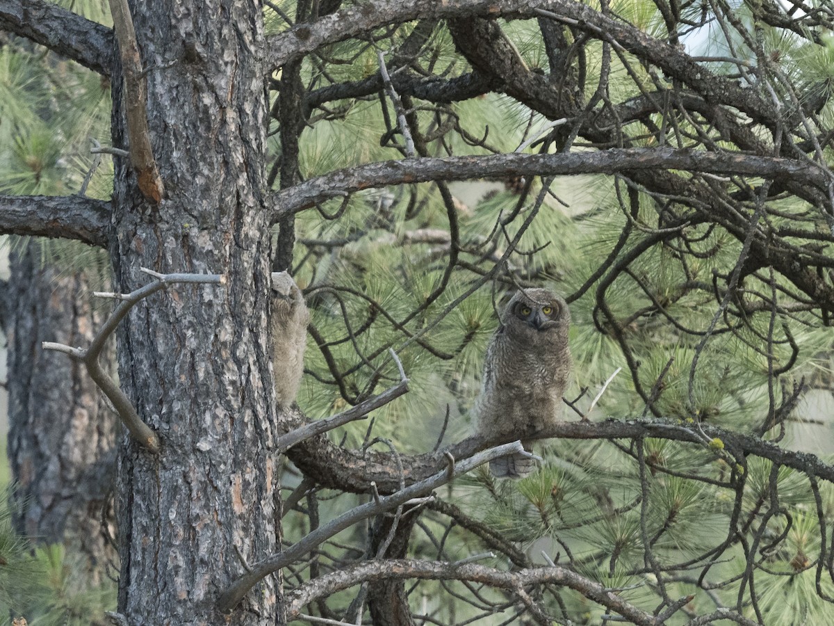 Great Horned Owl - Ian Routley