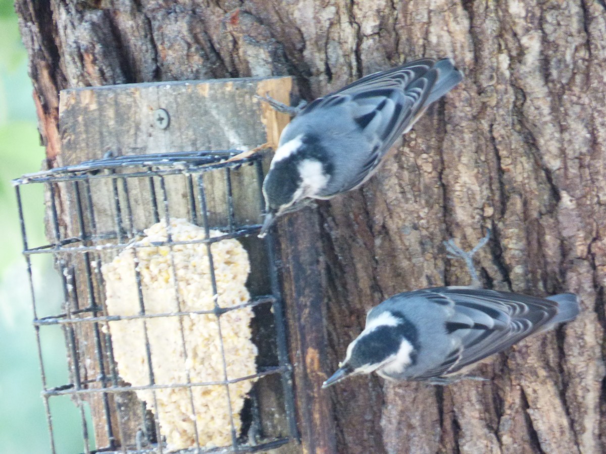 White-breasted Nuthatch - Brenton Mundt