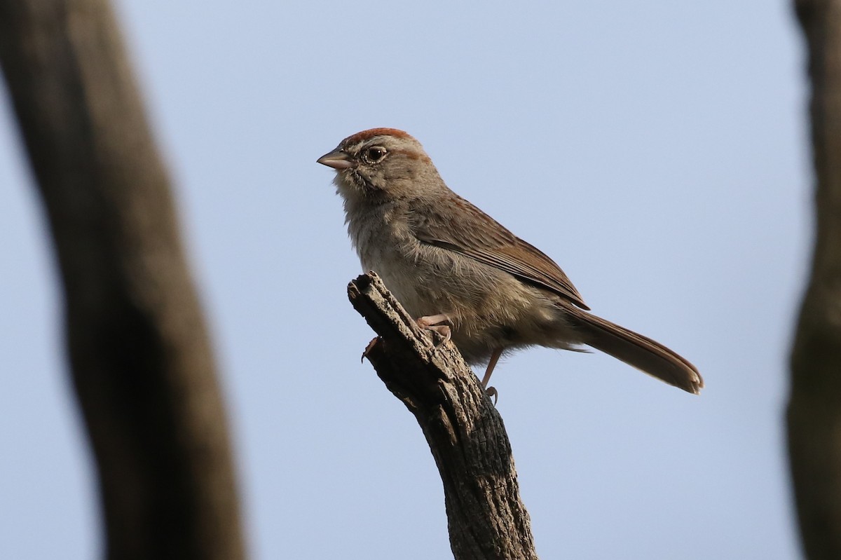 Rufous-crowned Sparrow - ML162599091