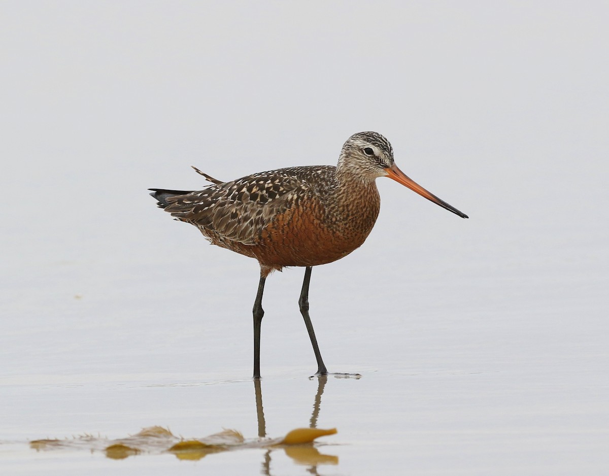 Hudsonian Godwit - ML162600171