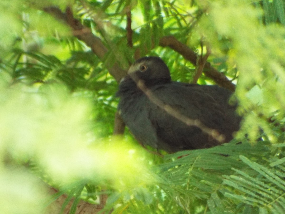 White-crowned Pigeon - ML162600581