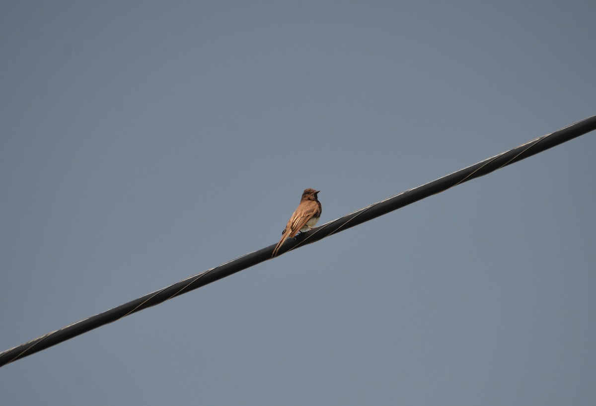 Black Phoebe - ML162600901