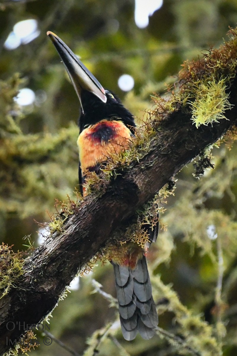 Collared Aracari - Alan OHeron