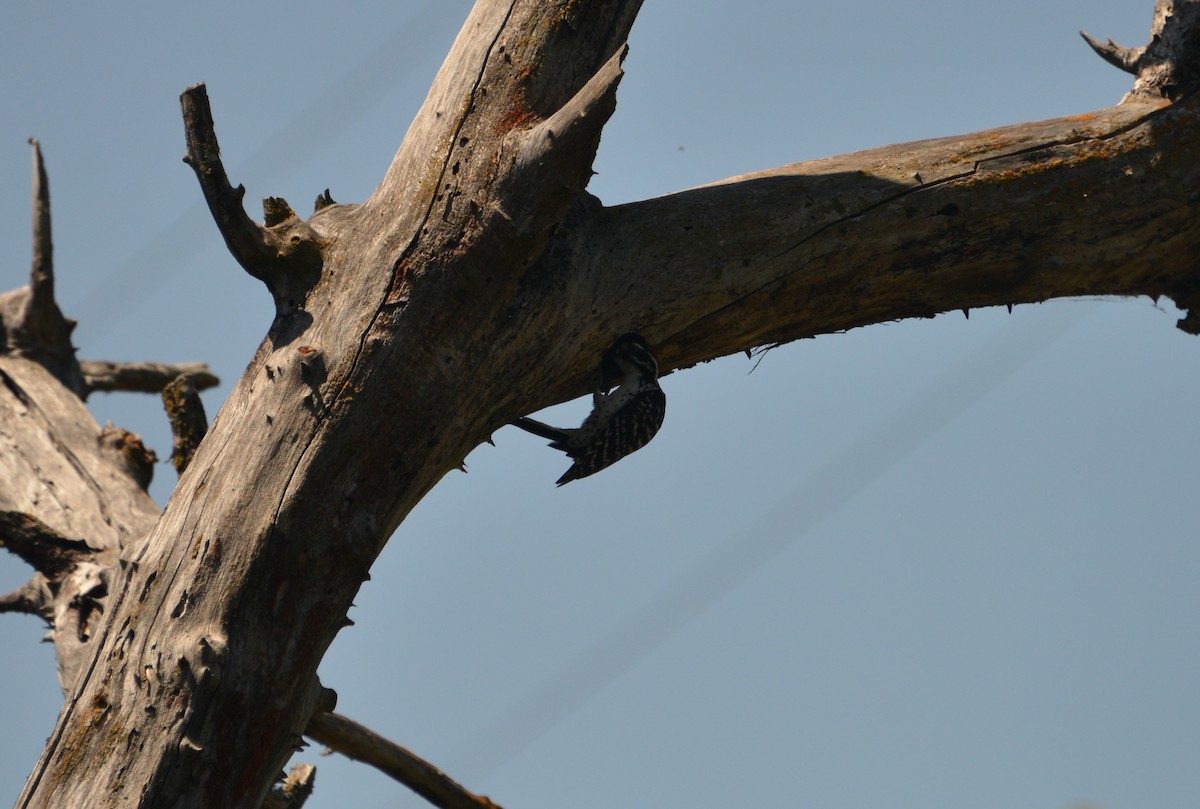 Nuttall's Woodpecker - ML162601091