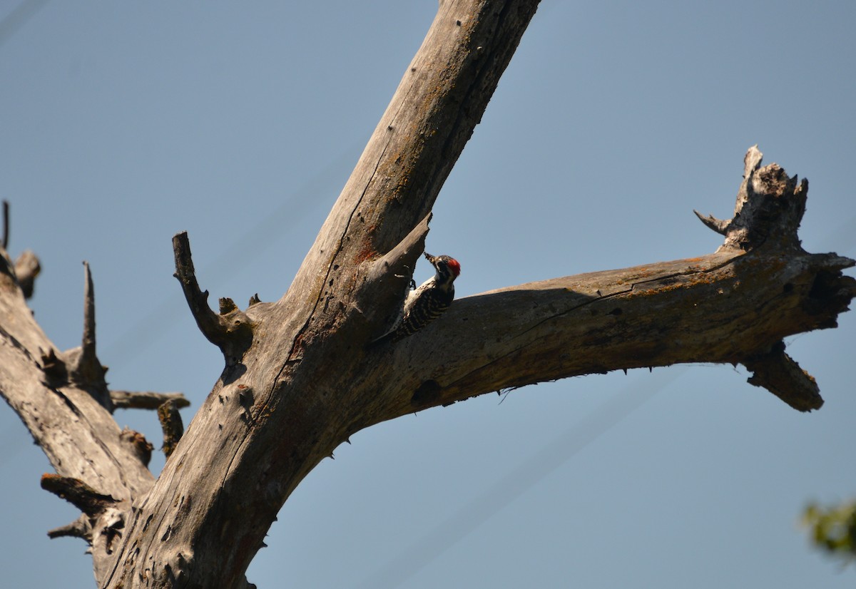 Nuttall's Woodpecker - ML162601111
