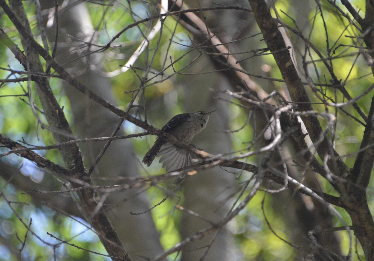 Bewick's Wren - ML162601341