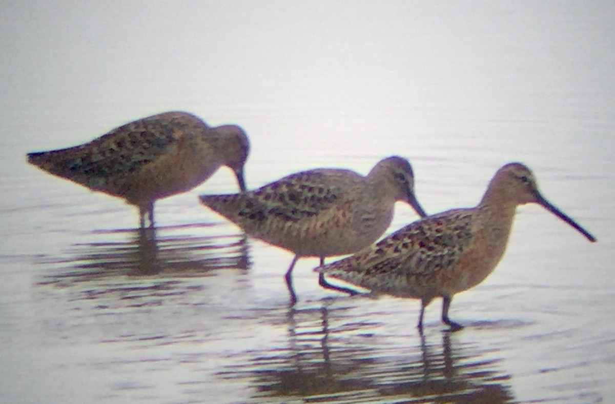 Long-billed Dowitcher - ML162601521