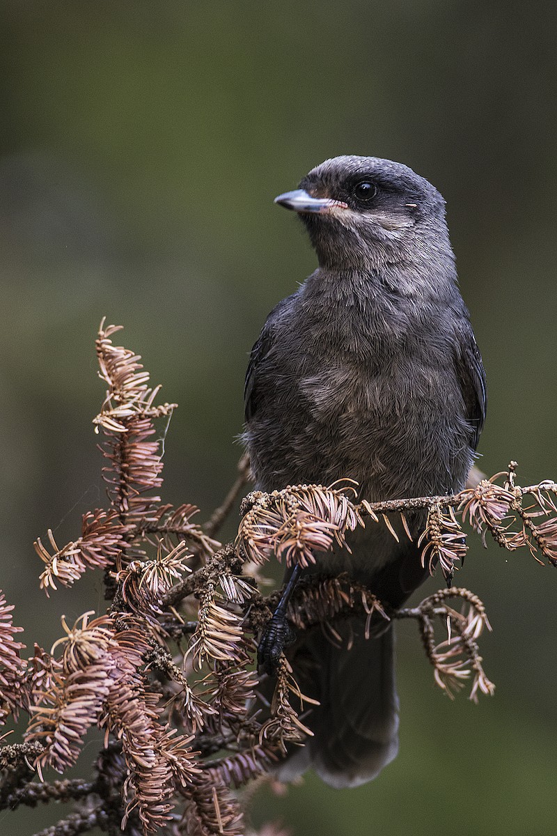 Canada Jay - ML162604211