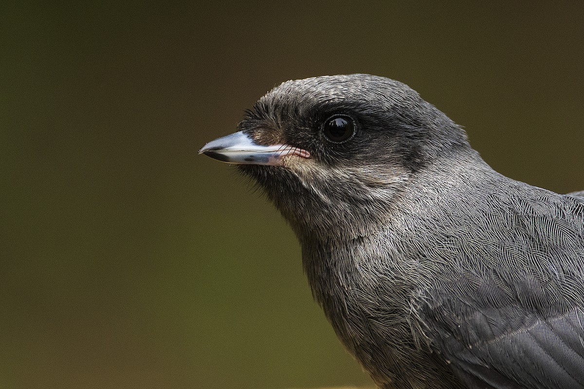 Canada Jay - ML162604221