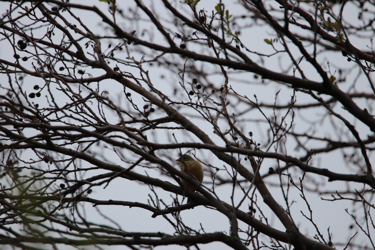 Ortolan Bunting - ML162605071