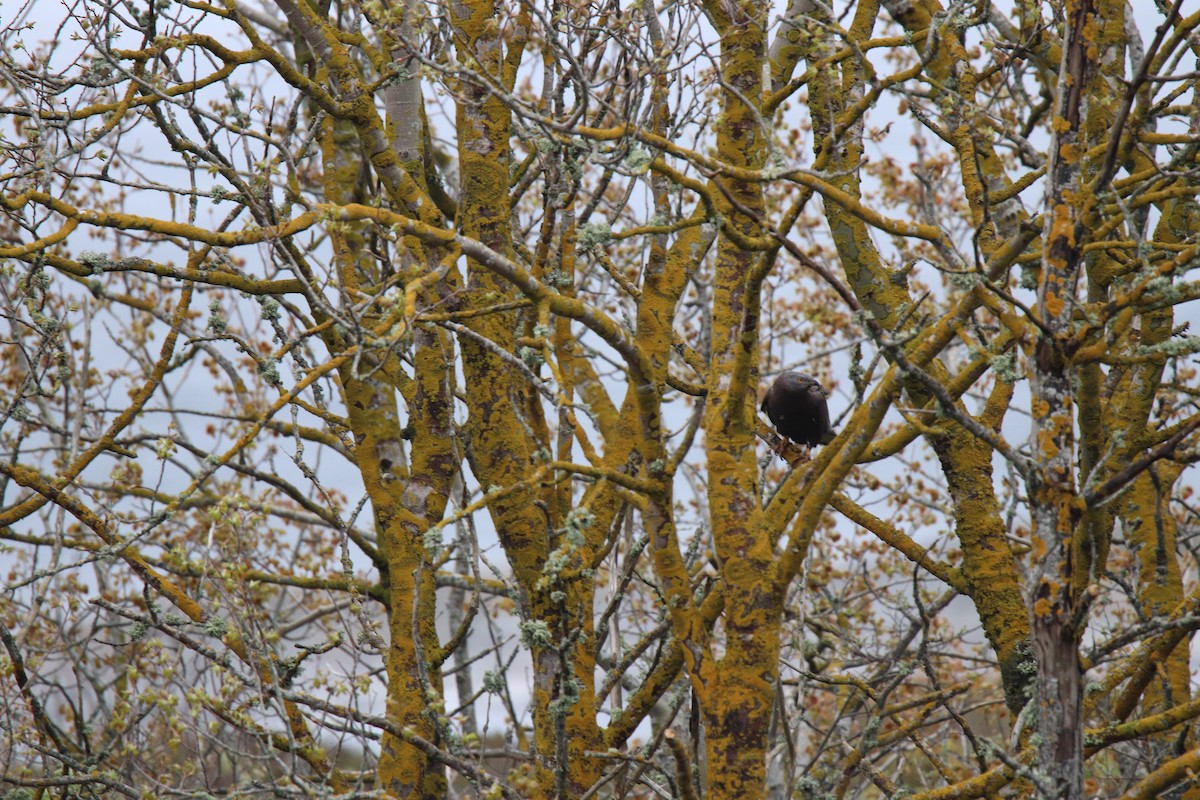 European Honey-buzzard - ML162605161