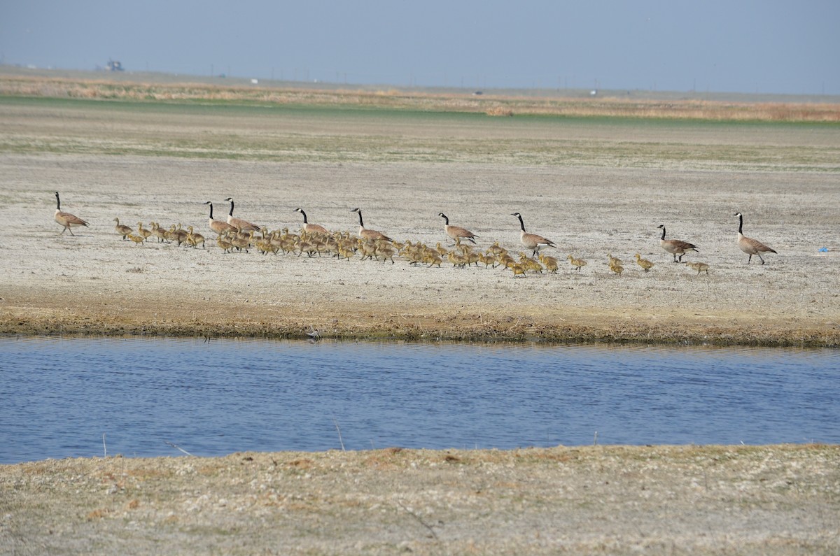 Canada Goose - Ed Klassen