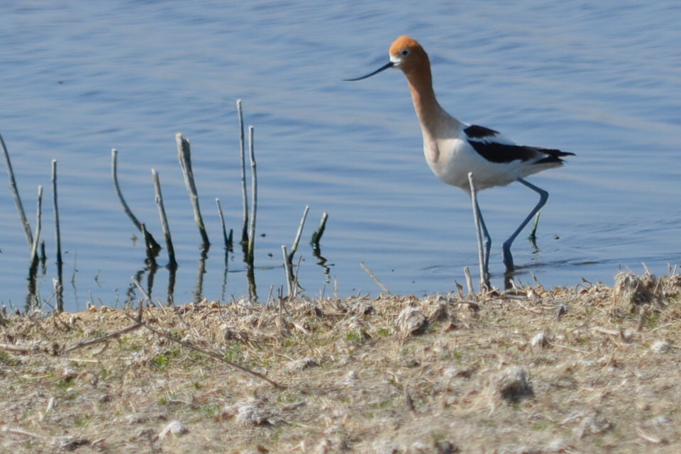 Avocette d'Amérique - ML162605921