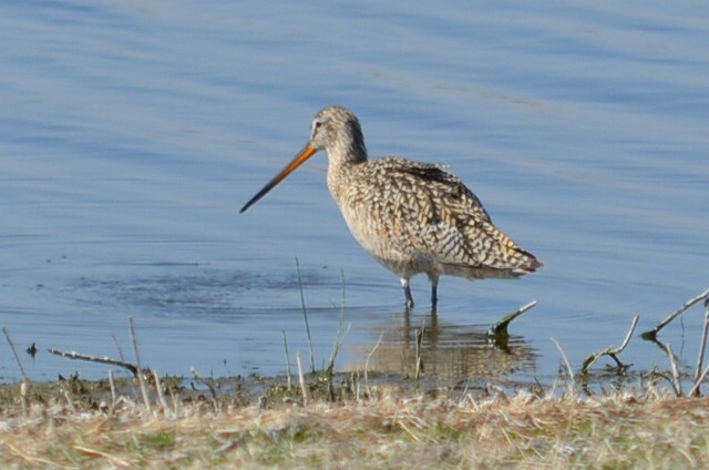 Marbled Godwit - ML162605941