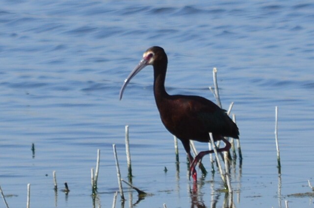 ibis americký - ML162606271