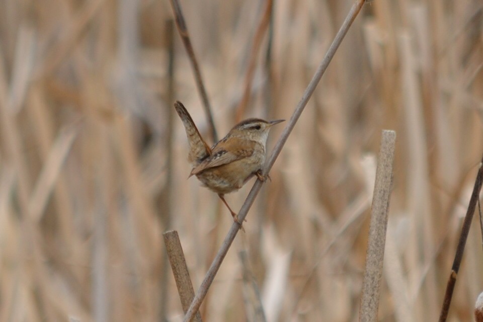 Marsh Wren - ML162606411