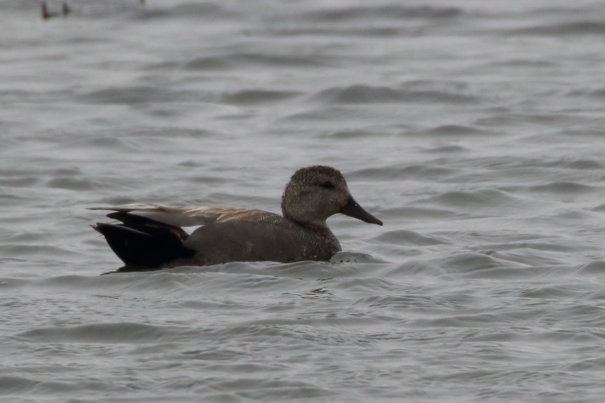 Gadwall - ML162607371